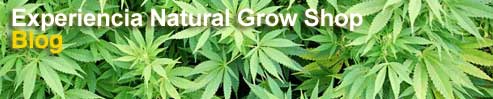 Blog cannabico Experiencia Natural