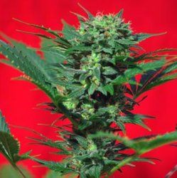 speed devil Speed Devil | Sweet Seeds