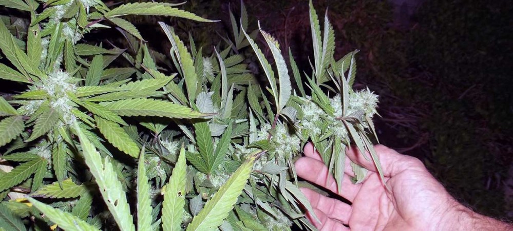 Planta de Cannabis legal