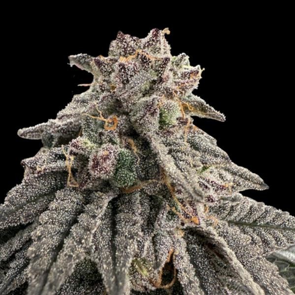 Meat Grinder   fem One Shot Edition Gratefull Seeds
