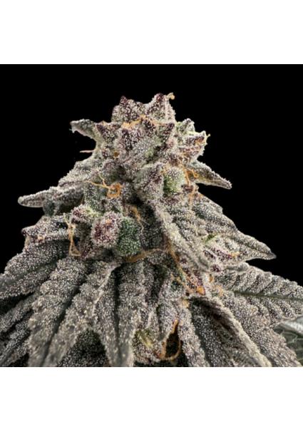 Meat Grinder   fem One Shot...