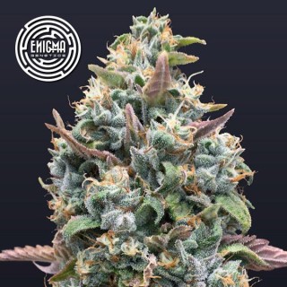 Jelly Mints  fem Enigma Genetics