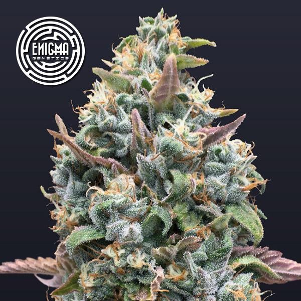 Jelly Mints  fem Enigma Genetics