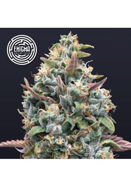 Jelly Mints  fem Enigma...