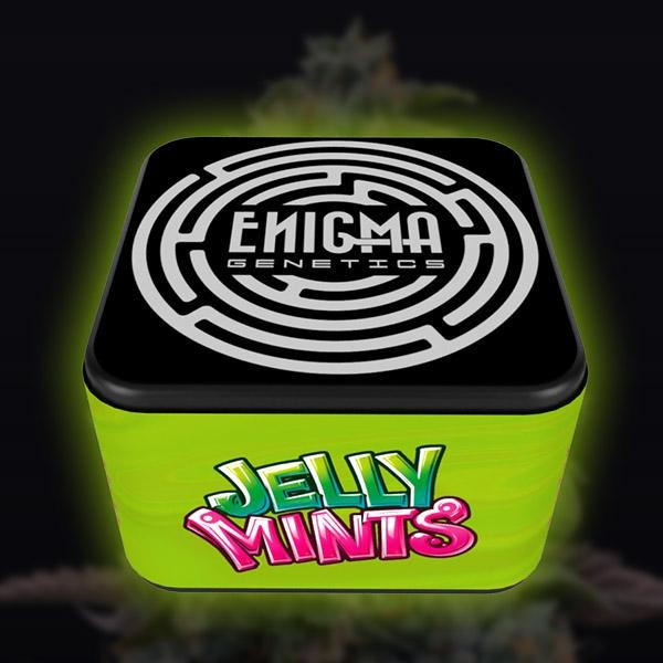 Jelly Mints  fem Enigma Genetics