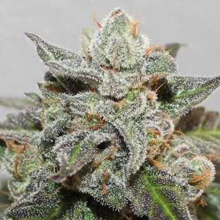 Kalidonia  5 u. fem. Ace Seeds