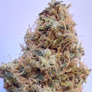 African Gas   fem. Ace Seeds