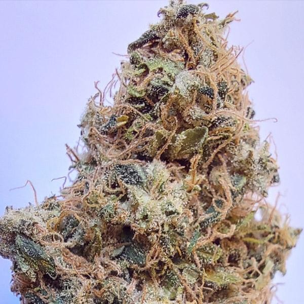 African Gas Ace Seeds