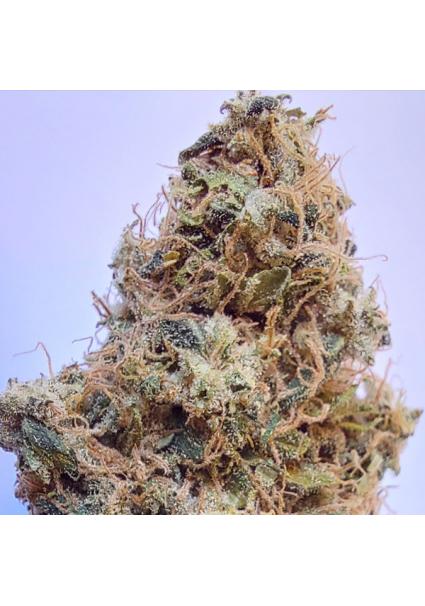 African Gas Ace Seeds