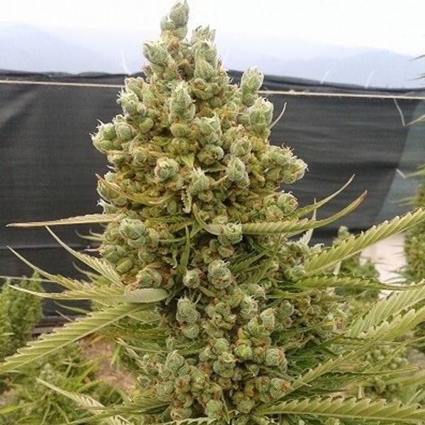 Auto Malawi x Northern Lights fem. Ace Seeds