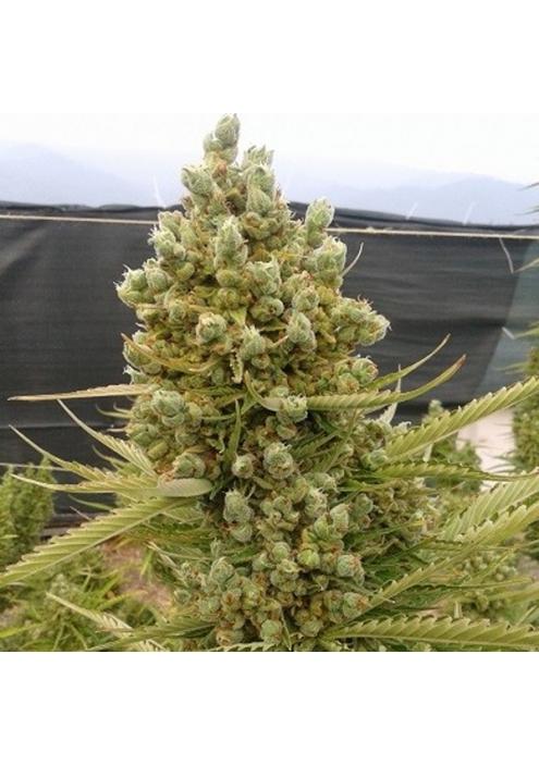 Auto Malawi x Northern Lights fem. Ace Seeds