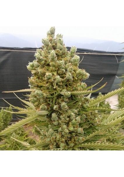 Auto Malawi x Northern...