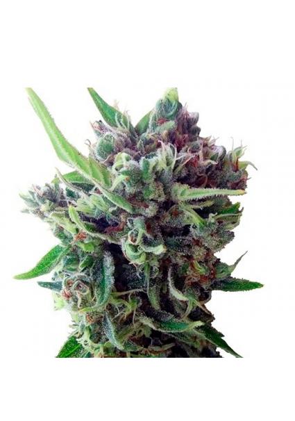 Auto Zamaldelica fem. Ace...