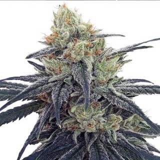 CBD N1 fem. Ace Seeds