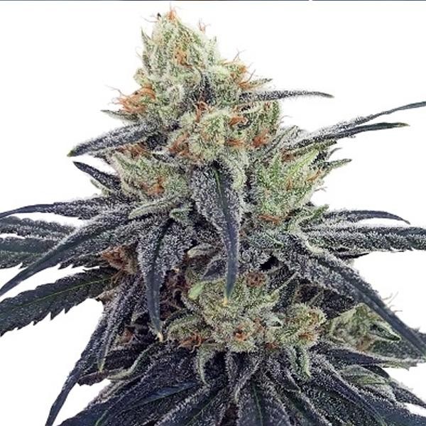 CBD N1 fem. Ace Seeds