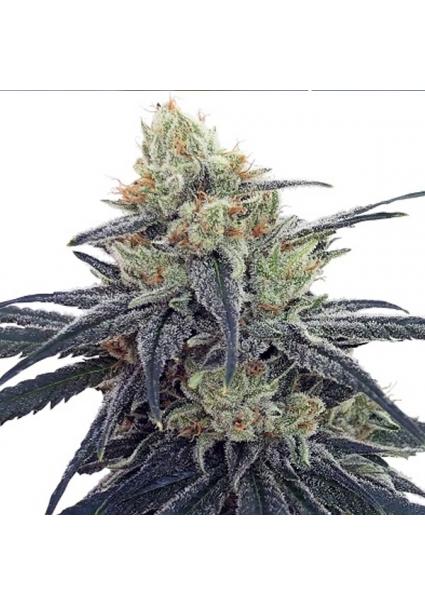 CBD N1 Ace Seeds