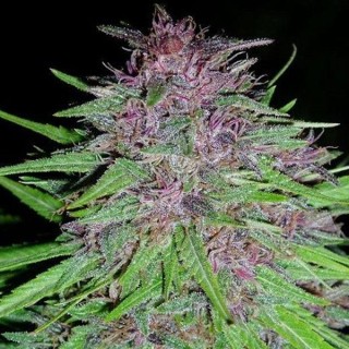 ErdPurt fem. Ace Seeds