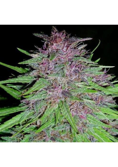 ErdPurt fem. Ace Seeds