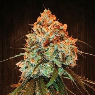 Golden Tiger fem. Ace Seeds
