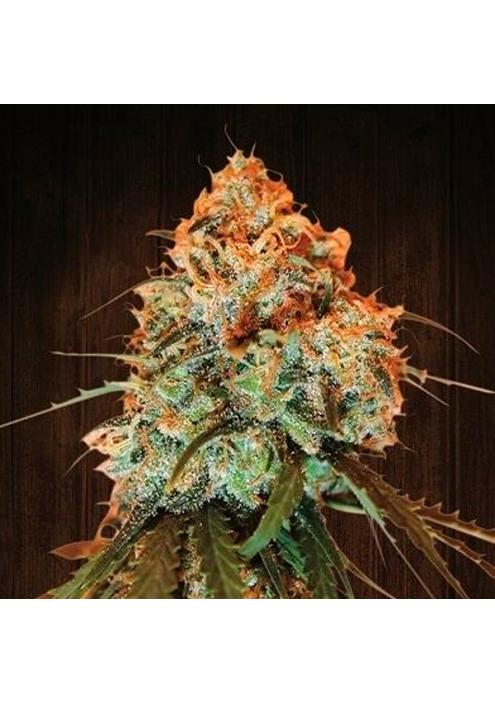 Golden Tiger Ace Seeds