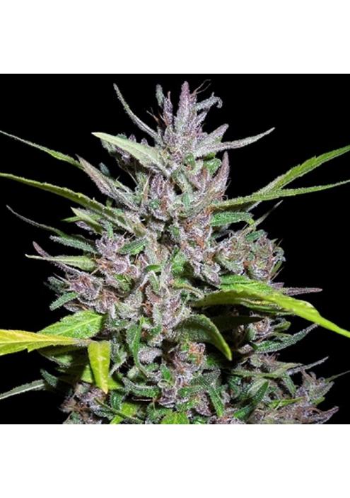 Honduras x Panama fem. Ace Seeds