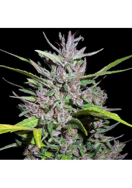 Honduras x Panama Ace Seeds