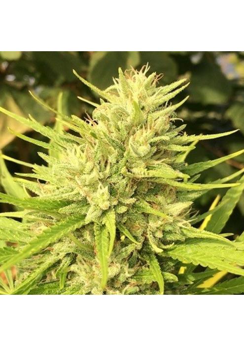 Malawi x Panama Ace Seeds