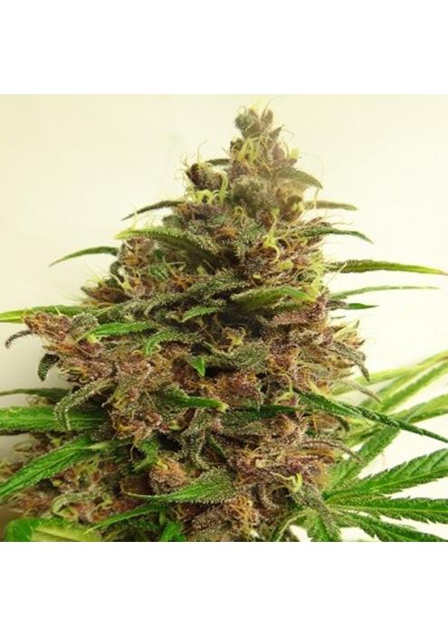 Malawi x PCK Ace Seeds