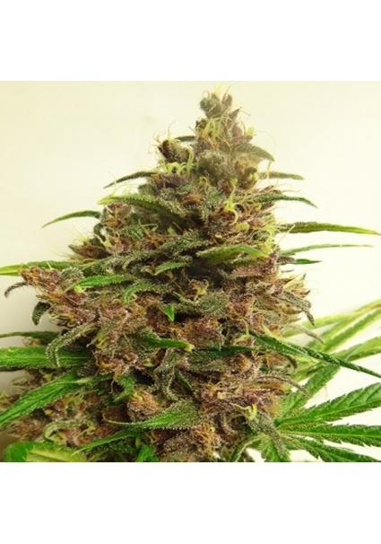 Malawi x PCK fem. Ace Seeds