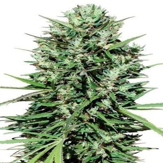 Marruecos Beldia Kif fem. Ace Seeds
