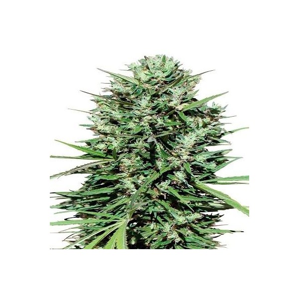 Marruecos Beldia Kif Ace Seeds