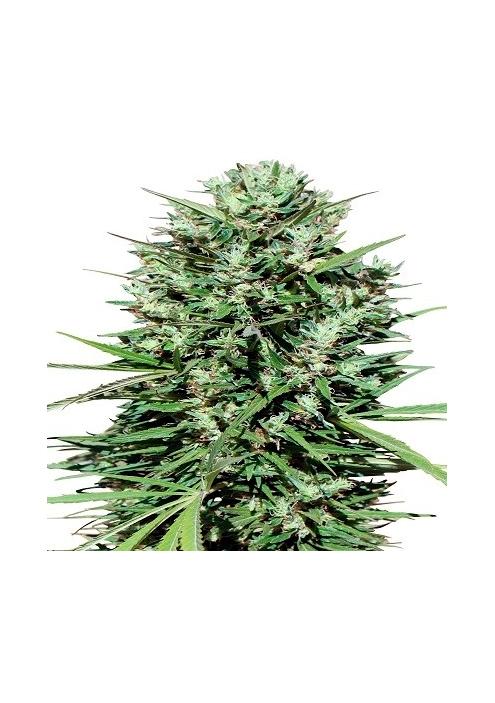 Marruecos Beldia Kif Ace Seeds