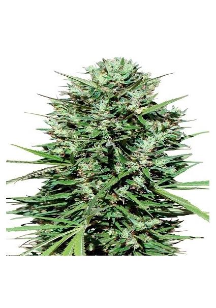 Marruecos Beldia Kif Ace Seeds