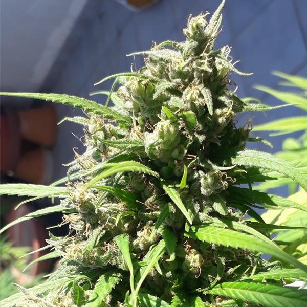 Oaxaca A5 Haze fem. Ace Seeds
