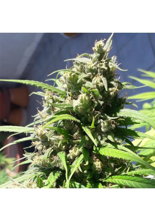 Oaxaca A5 Haze fem. Ace Seeds