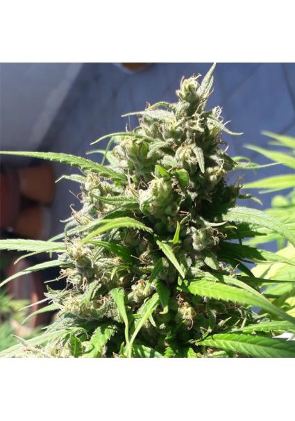 Oaxaca A5 Haze Ace Seeds