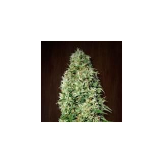 Orient Express fem. Ace Seeds