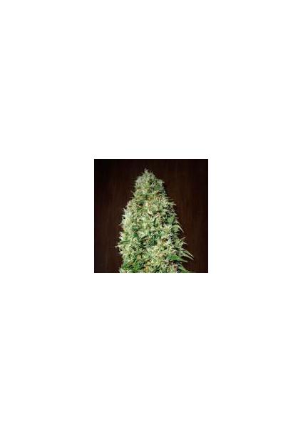 Orient Express Ace Seeds