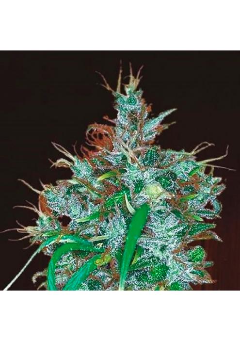 Panama Haze Ace Seeds