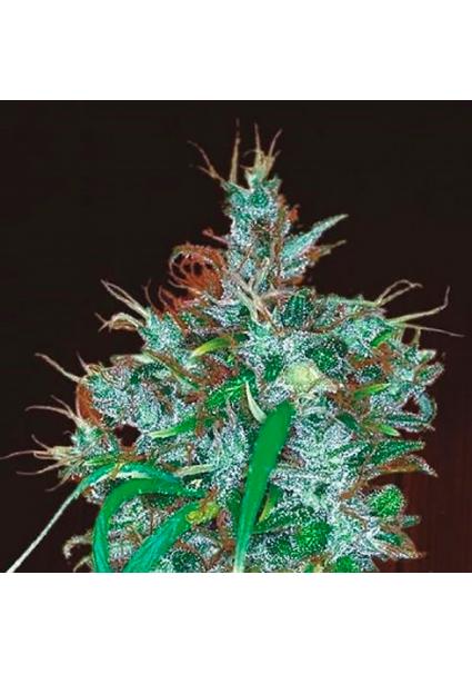 Panama Haze Ace Seeds