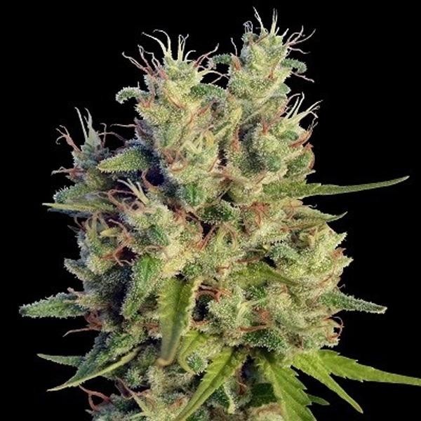 Super Malawi Haze fem. Ace Seeds
