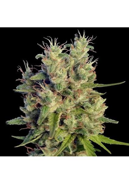 Super Malawi Haze Ace Seeds