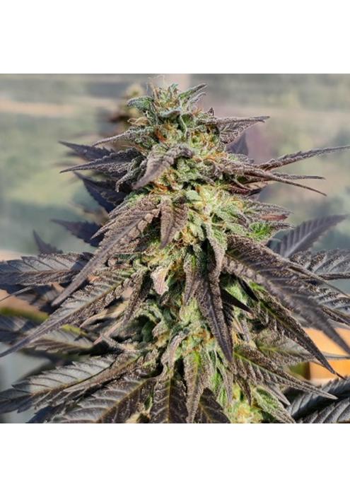 Zamaldelica x Kali China fem. Ace Seeds