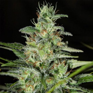 Monster CBD
