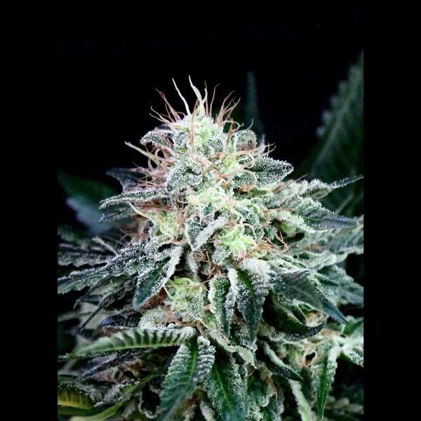Auto Radical fem. Absolute Cannabis Seeds