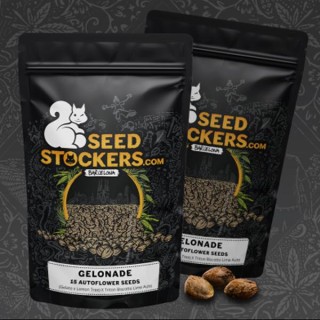 Gelonade Auto 15 u. Seedstockers