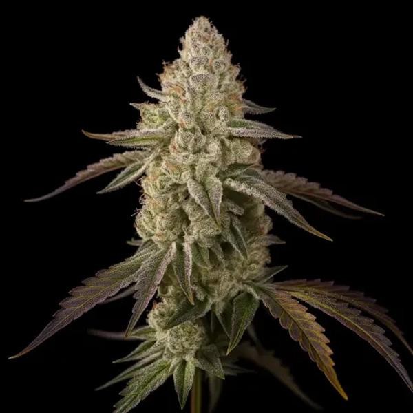 Banana Velvet Og  fem Triploid Seeds