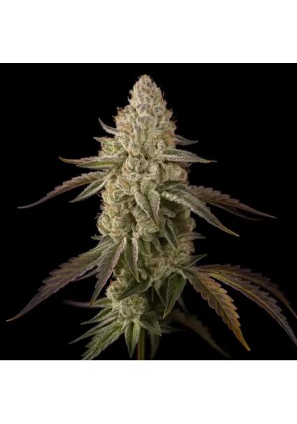 Banana Velvet Og  fem...