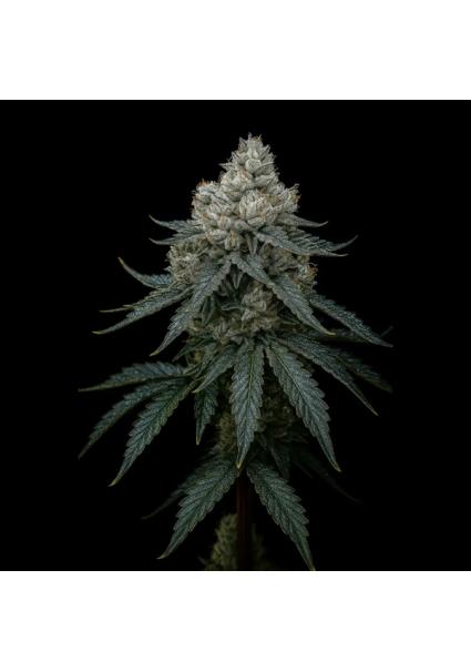 Frosty Apple fem Triploid...