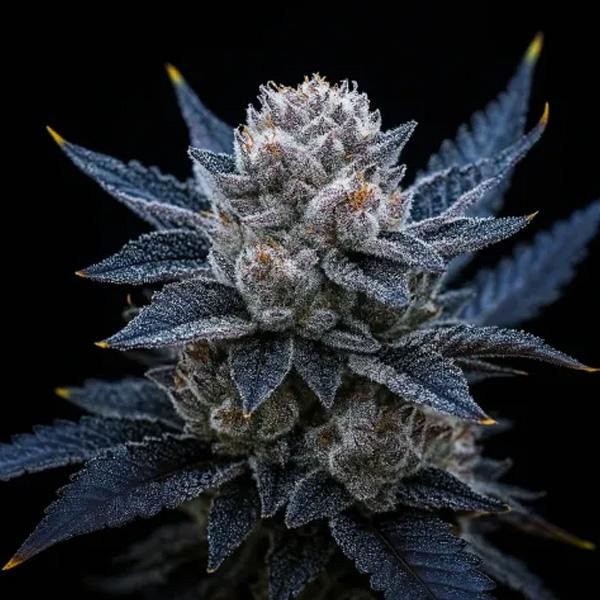 Guava Ice Cream  fem Triploid Seeds
